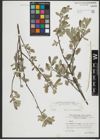 Foto von Salix salviifolia Brot.